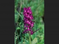 Cadagno---orchidea-92-41