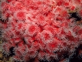 Corallini-rossi-3