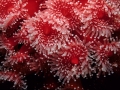Corallini-rossi-5