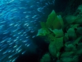 Kelp+branco pesci 431- ONDA