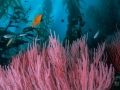 Kelp+corallo+garibaldi-49jpg
