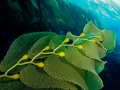 Kelp foglie 419 -ONDA