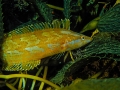 Kelpfish 407 a